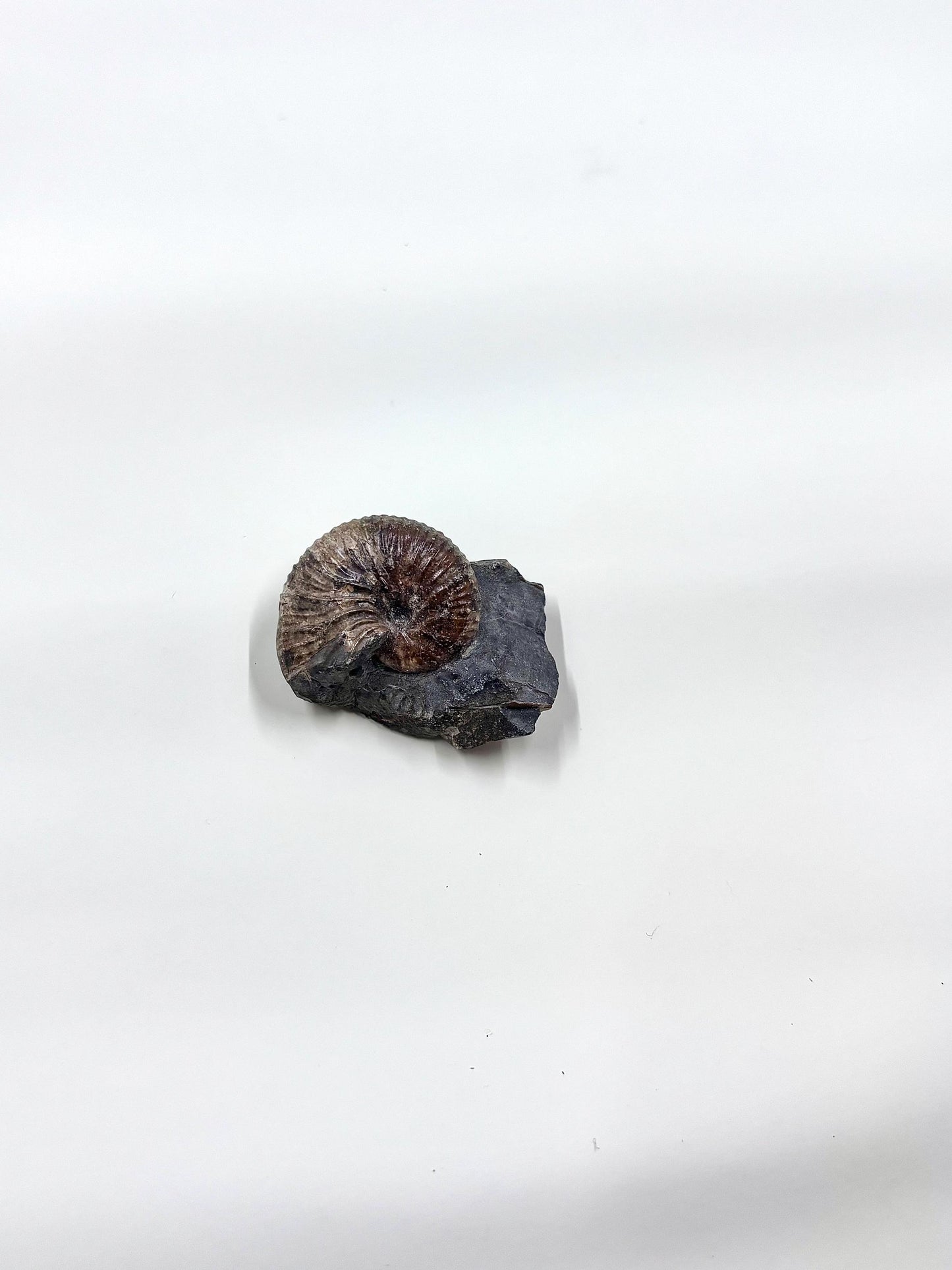 Ammonite Fosslie Specimen