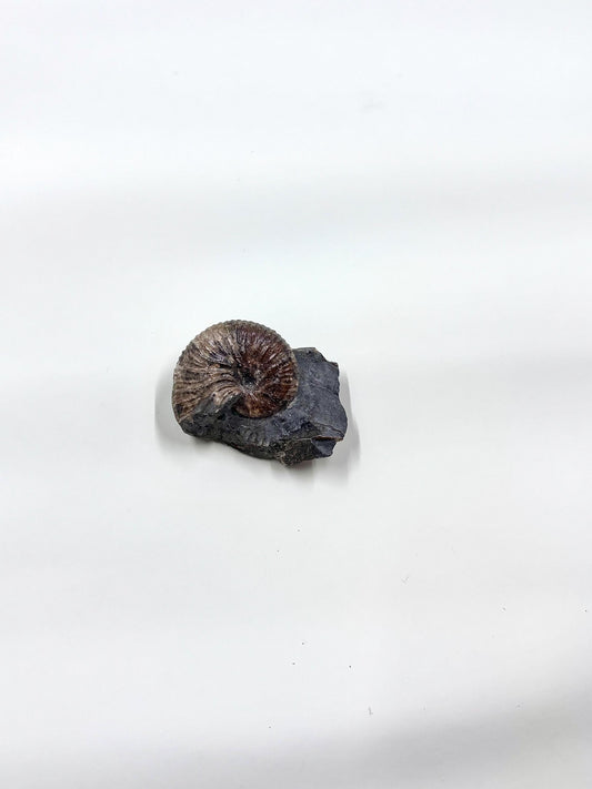Ammonite Fosslie Specimen