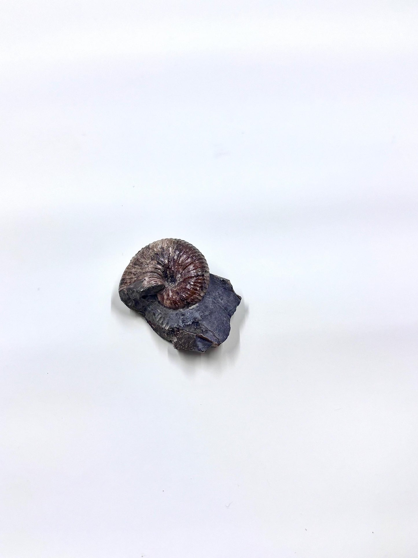 Ammonite Fosslie Specimen