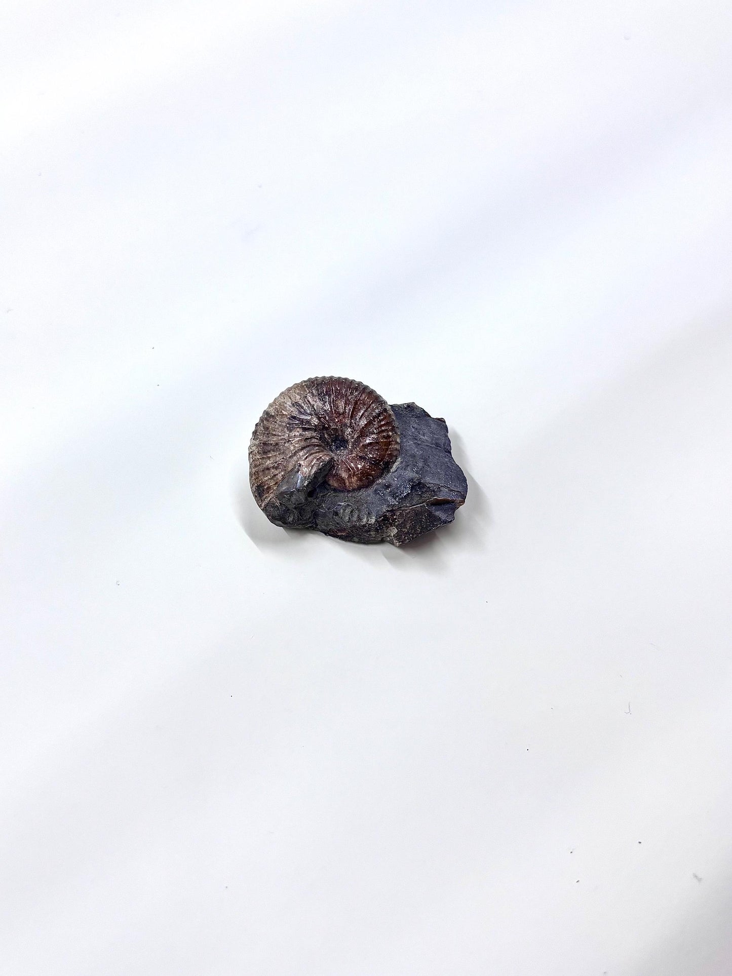 Ammonite Fosslie Specimen